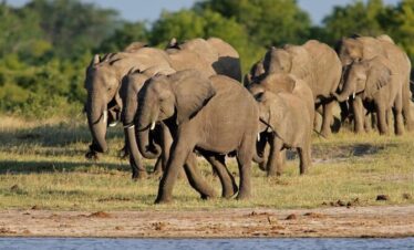 ZAMBIA, BOTSWANA e cascate vittoria